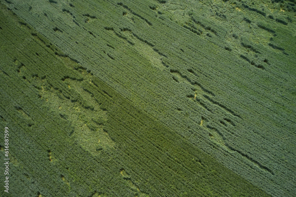 Green surface aerial view. Abstract green texture top view.
