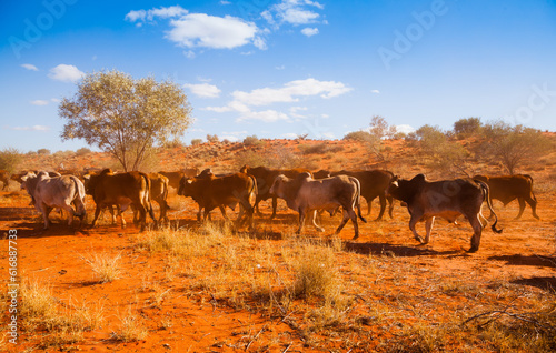 Outback Herd. Rural scene in Western Australia. Dusty red-orange dirt kicked up by a herd of cows in bushland, under a blue sky with small white clouds.
 photo