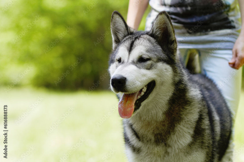 Husky dog, person and playing in park for walking, training or bonding together in summer sunshine. Pet, puppy and owner in nature, backyard or garden with love, friends or care by blurred background