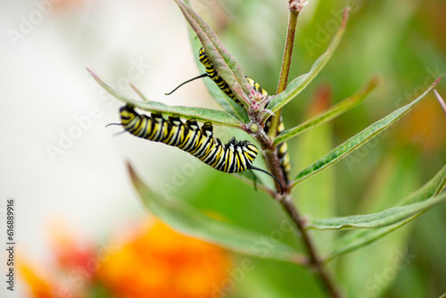 A view of a monarch caterpillar on a milkweed leaf.
