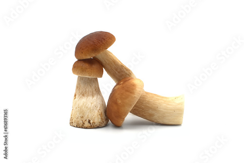King bolete or ceps mushrooms isolated on white photo
