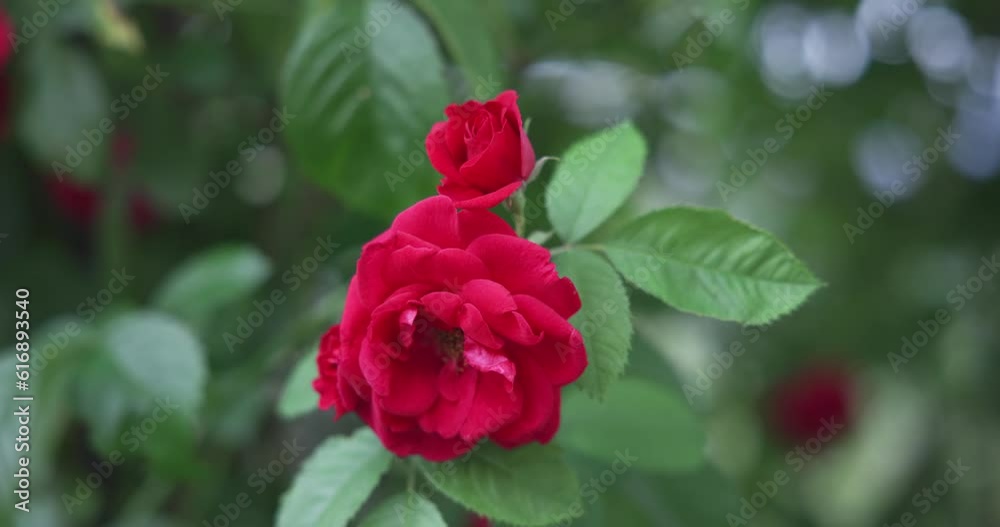 Beautiful bush of fresh red blooming roses in a garden at hot summer day Beautiful bush of fresh red blooming roses in a garden at hot summer day