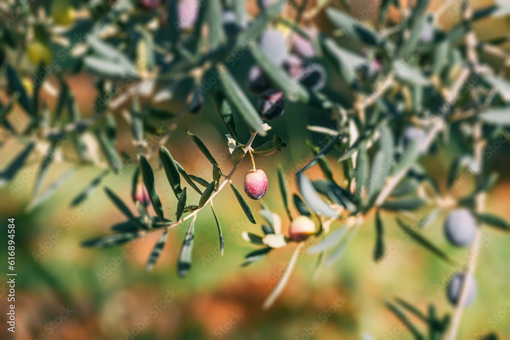 Obraz premium Plump and green, the olives hang delicately from the branches, glistening in the warm sunlight at the fruit farm.