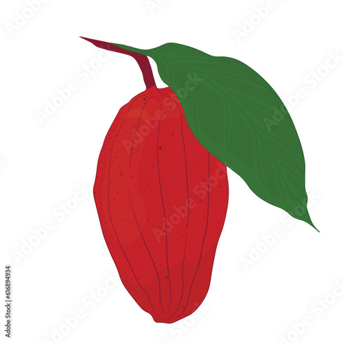 Cocoa fruits vector stock illustration. Isolated on a white background. Tropical plant, cooking, chocolate.