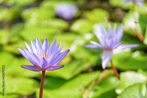 Closeup view of Nymphaea. Beautiful violet flower of water lily