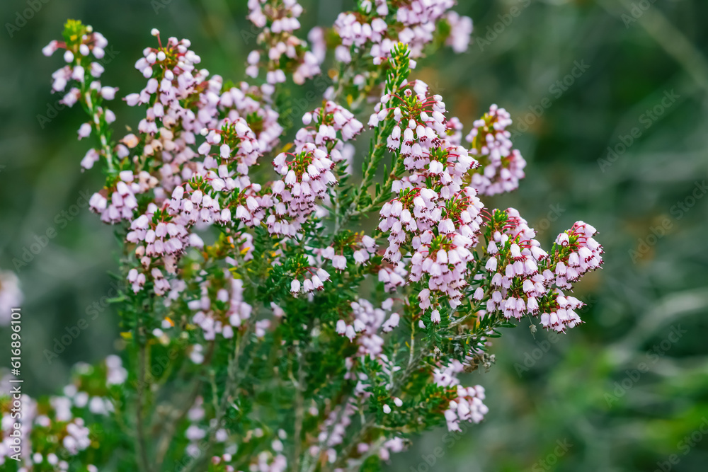heather with pale pink flowers blooms in the park heather with pale pink flowers blooms in the park