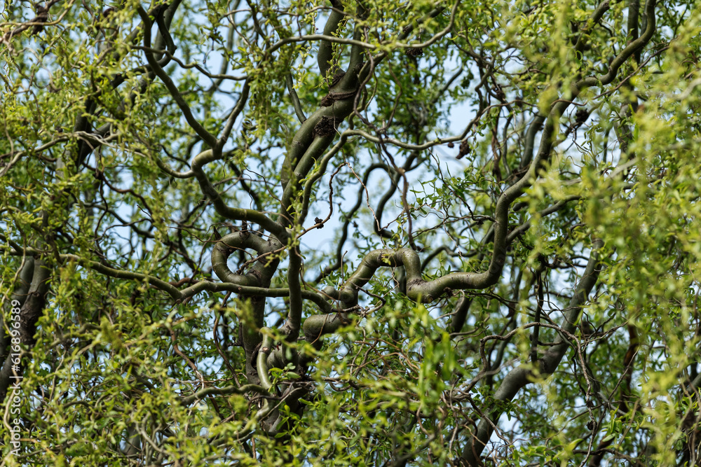 Fototapeta premium Corkscrew willow tree curly branches in spring