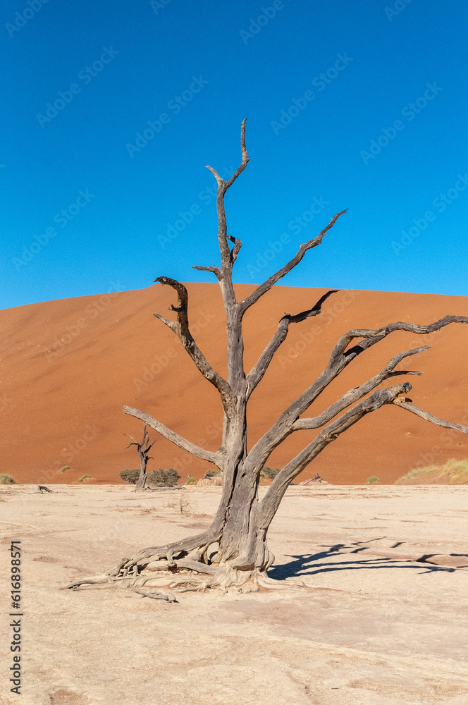 Landscape shot of the iconic dead trees of the Namibian deadvlei area. Landscape shot of the iconic dead trees of the Namibian deadvlei area.