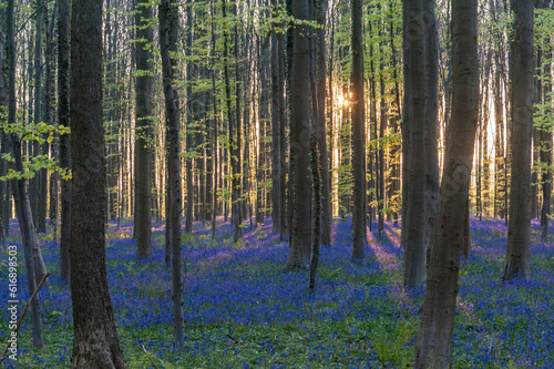 Fototapeta Naklejka Na Ścianę i Meble -  The rising sun illumingating a flowerbed of bluebells in the Hallerbos, on an early spring morning.