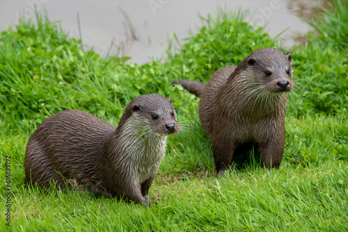 Pair of otters on the grass bankside