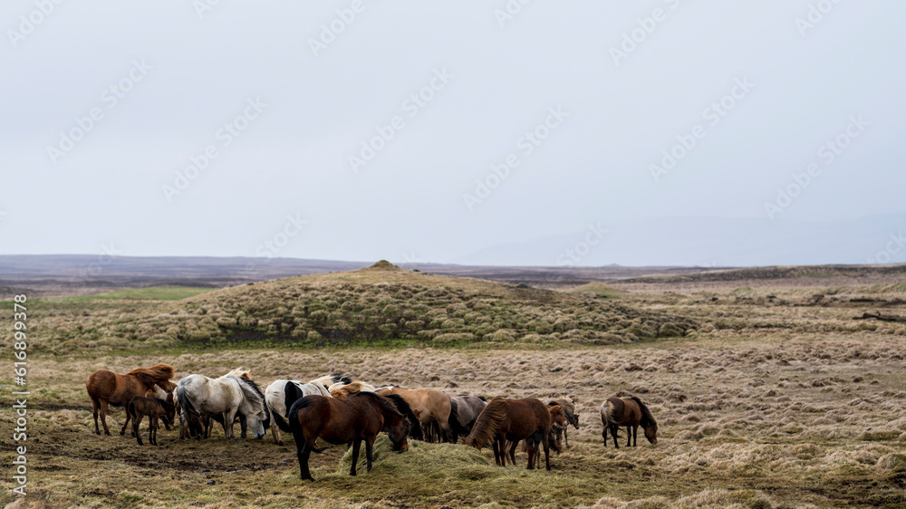 A herd of iceland horses with foals is grazing on a pasture on a windy day in summer