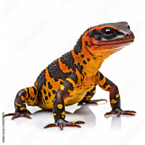 A captivating Salamander (Cynops pyrrhogaster) in a distinctive pose.