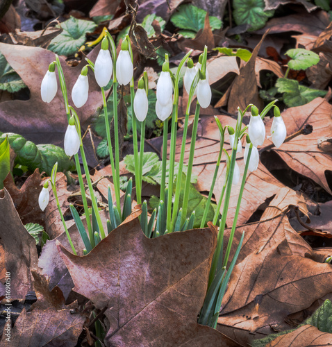 Snowdrops emering through dead leaves in springtime photo