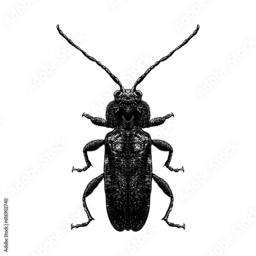 Old House Borer hand drawing vector isolated on background.