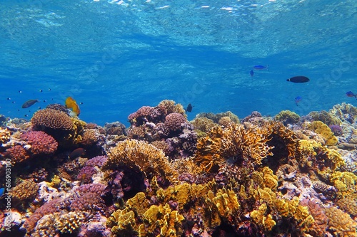 Rich healthy colorful coral reef in the shallow tropical ocean. Snorkeling with the marine life over the reef. Underwater photography, wildlife in the ocean, corals and fish. Undersea travel picture.