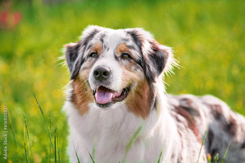 portrait of an Australian Shepherd dog on a summer lawn on a sunny day portrait of an Australian Shepherd dog on a summer lawn on a sunny day