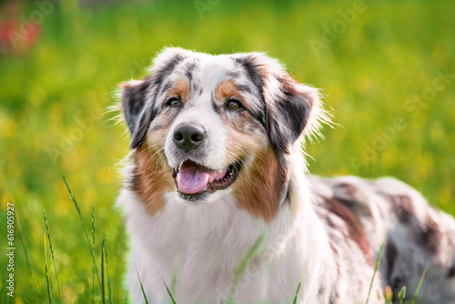Fototapeta Naklejka Na Ścianę i Meble -  portrait of an Australian Shepherd dog on a summer lawn on a sunny day