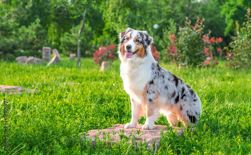 Schilderij op canvas dog of the Australian Shepherd breed sitting on the stone in a park in summer on