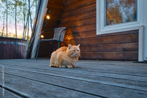 Red cat sits on wooden terrace of log cabin