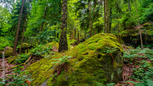 Wild pine and spruce forest with ancient sandstone rocks covered with moss and lichen at the mount Quirl near K  nigstein  Saxony  Germany  in the national park Saxon Switzerland by Elbe river.