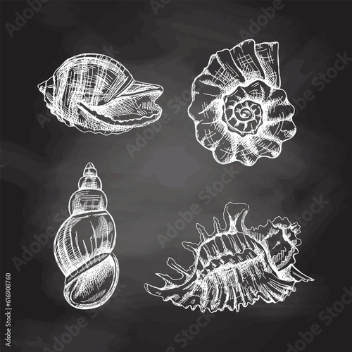 Seashells,  ammonite vector set. Hand drawn white sketch illustration. Collection of realistic sketches of various molluscs sea shells of various shapes isolated on chalkboard  background.
