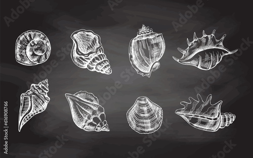 Seashells,  ammonite vector set. Hand drawn white sketch illustration. Collection of realistic sketches of various molluscs sea shells of various shapes isolated on chalkboard  background.