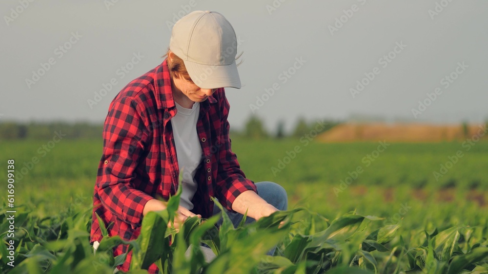 Agriculture. Farmer worker in corn field. Modern digital technologies. Agronomist at the farm. Farmer with tablet in green corn field. Worker works on farm. Concept of agriculture. Business Farm