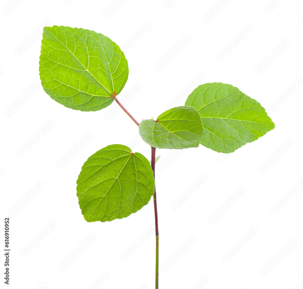 Fototapeta premium sprout on transparent png