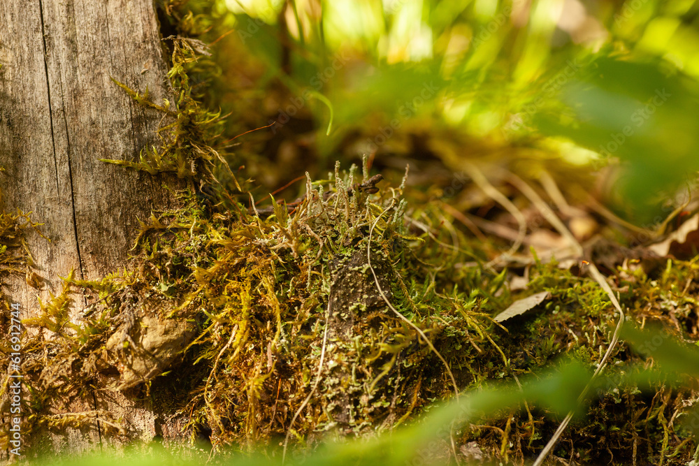 tree bark with moss in the forest tree bark with moss in the forest