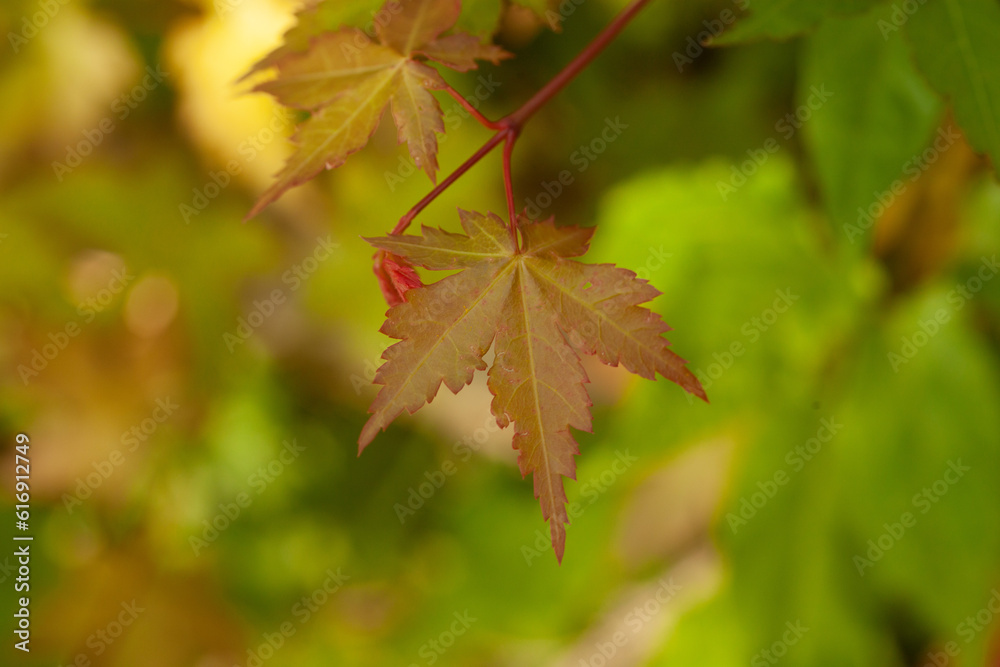 Japanese maple leave in the woods Japanese maple leave in the woods