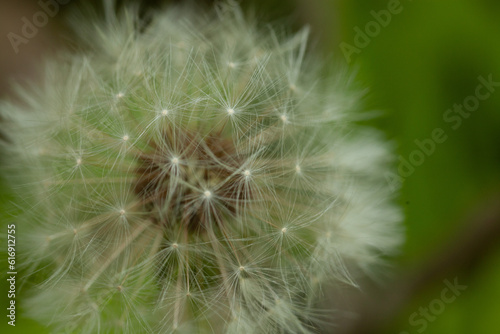 dandelion flower seeds © cameronaynphoto