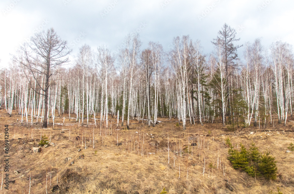 Birch forest in early spring. Early spring forest. Early spring forest. the first warm days Birch forest in early spring. Early spring forest. Early spring forest. the first warm days