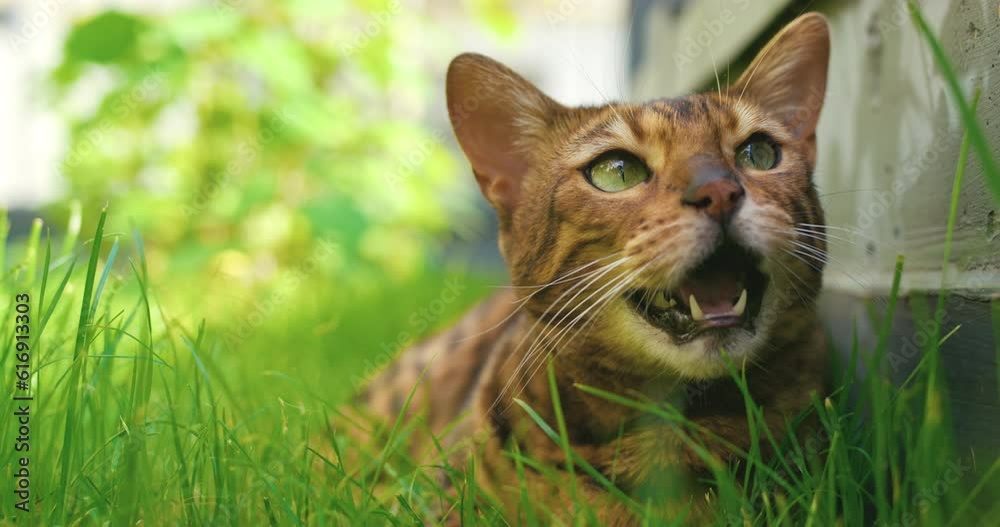 Selective focus of playful cat. lose up shoot of purebred cat. Highly detailed portrait of cat lying on grass. Brown striped cat with big green eyes meowing. Animal world. Domestic pet's muzzle.