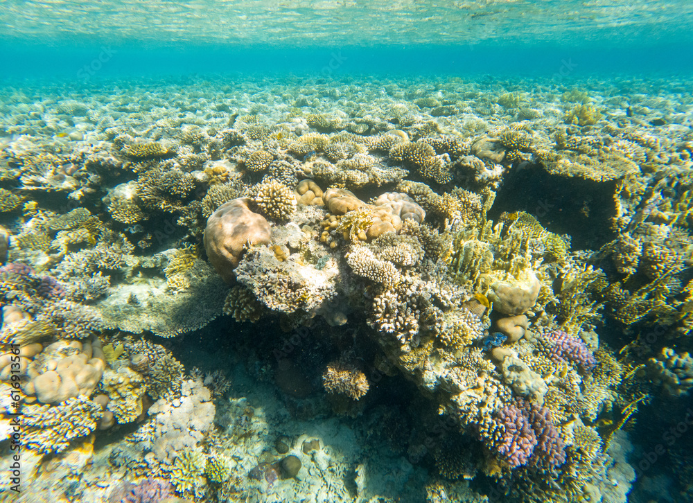 Fototapeta premium Coral reef under sea water.