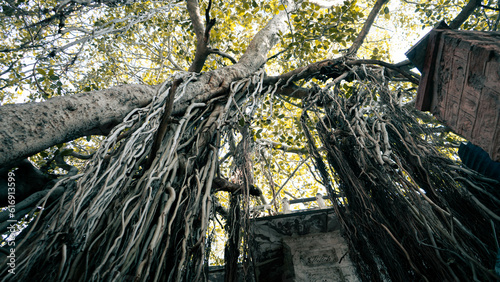 hanging roots and branches from a big old tree in ancient Asia