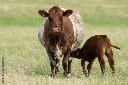 Close up of a brown and white mother cow with her young calf suckling beneath her in Summertime. Facing front. Clean background. Horizontal. Space for copy.