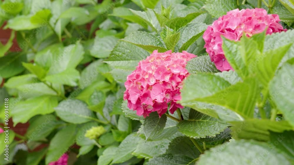 Pink hydrangea flowers in bloom with lush green foliage in garden close up Pink hydrangea flowers in bloom with lush green foliage in garden close up