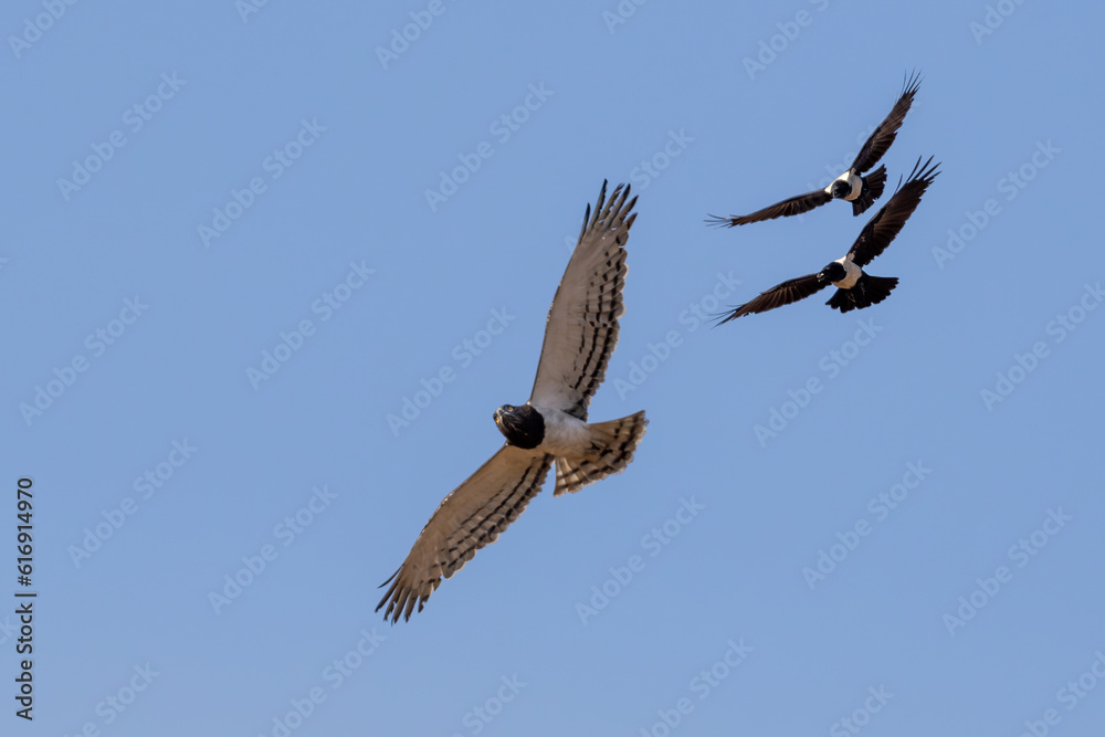 Obraz premium Two Pied Crows (Witborskraai) chasing a Black-chested Snake Eagle (Swartborsslangarend)