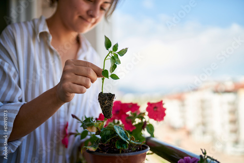 Woman planting basil sprout in balcony