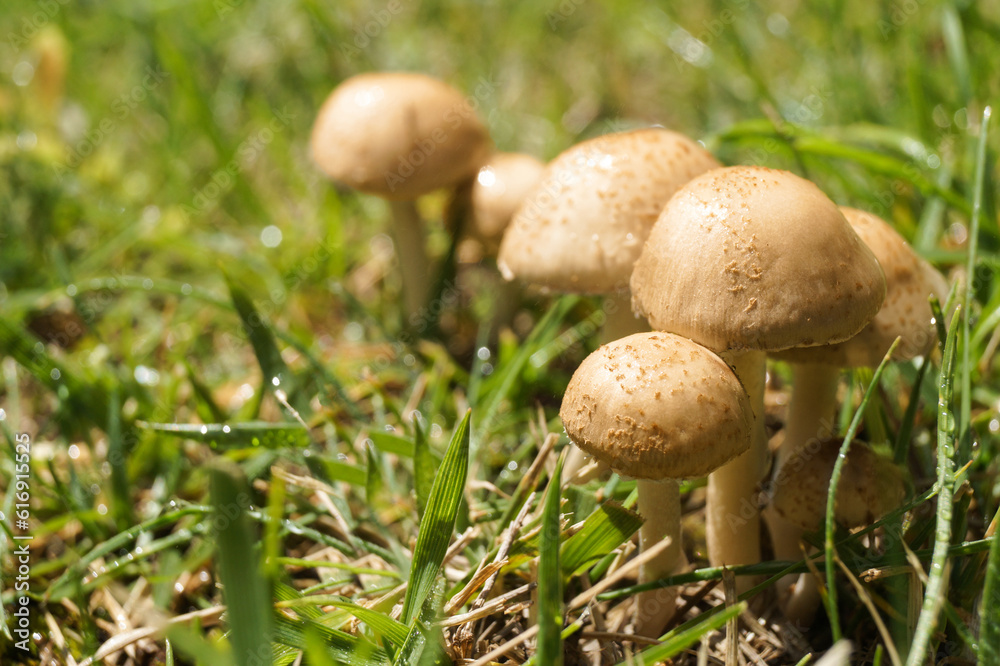 Mushrooms growing in the wild after rain. Small inedible mushrooms, poisonous mushrooms forest background macro nature wild. Side view, copy space for text, product place. Mushrooms growing in the wild after rain. Small inedible mushrooms, poisonous mushrooms forest background macro nature wild. Side view, copy space for text, product place.