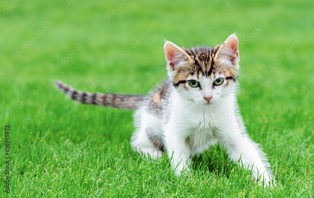 A small kitten on a green lawn
