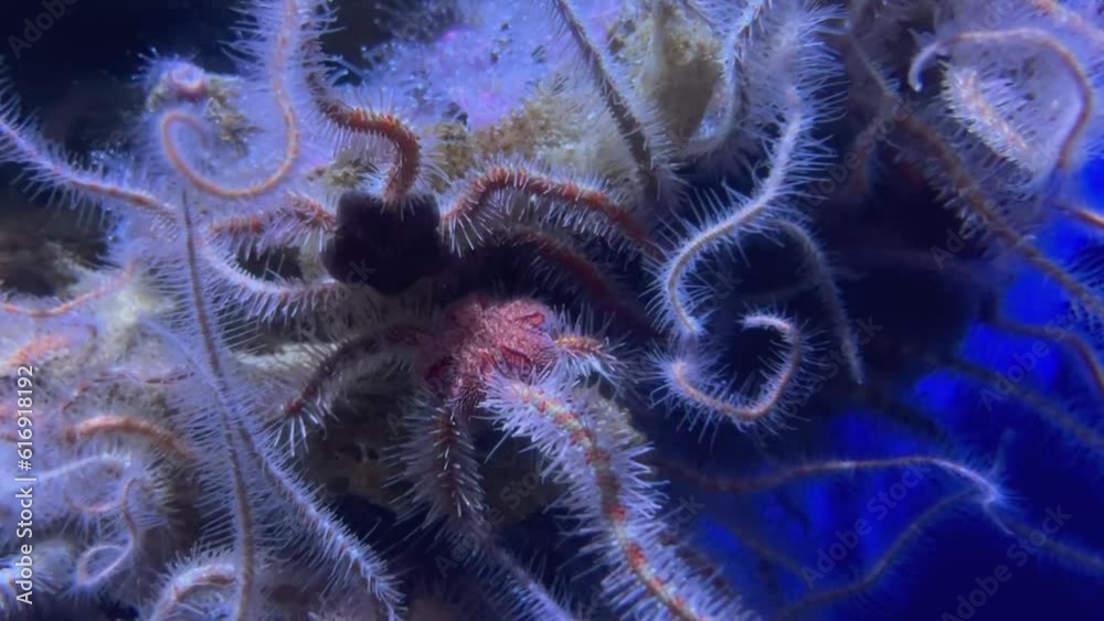 Brittle stars also known as serpent stars move its legs underwater