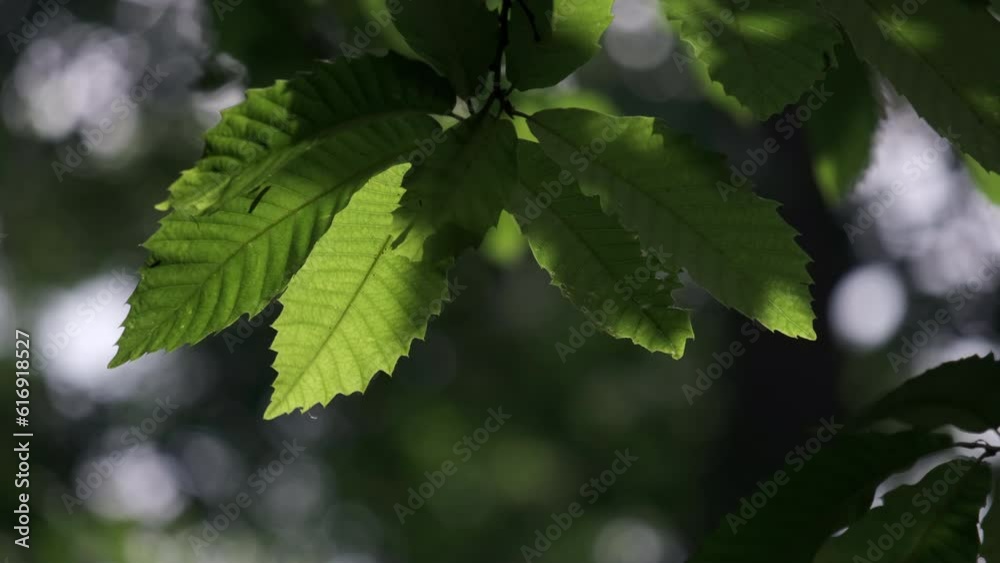Evening light casts shadows on Beech tree leaves in an English forest.