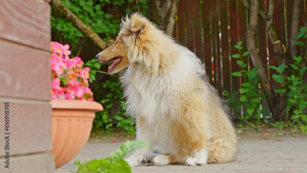 a slow cinematic shot of a Rough Collie sitting down a slow cinematic shot of a Rough Collie sitting down