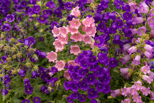 Pink and purple bell flowers blooming wallpaper background.