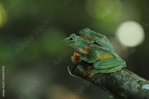 frog, green frog, flying frog, two cute green frogs