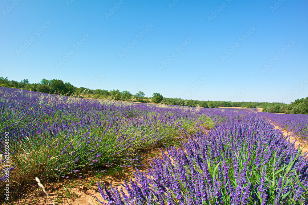 Naklejka premium kwiat lawenda roślina pejzaż lato europa rolnictwo