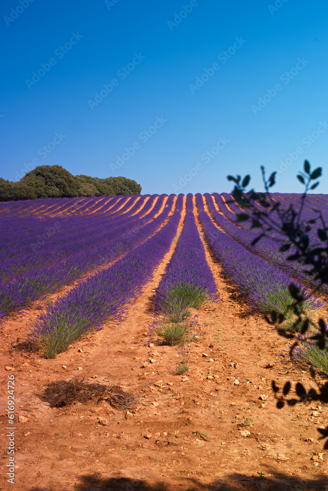 Naklejka premium kwiat lawenda roślina pejzaż lato europa rolnictwo