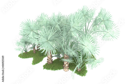 Tropical forest isolated on transparent background. 3d rendering - illustration