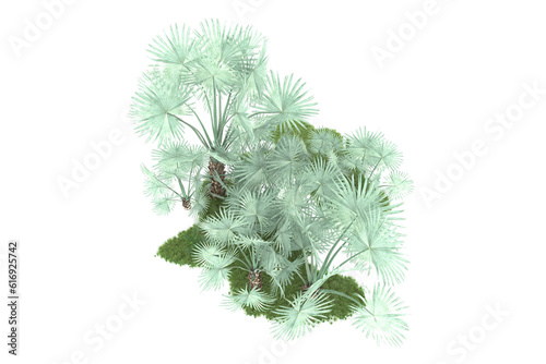 Tropical forest isolated on transparent background. 3d rendering - illustration